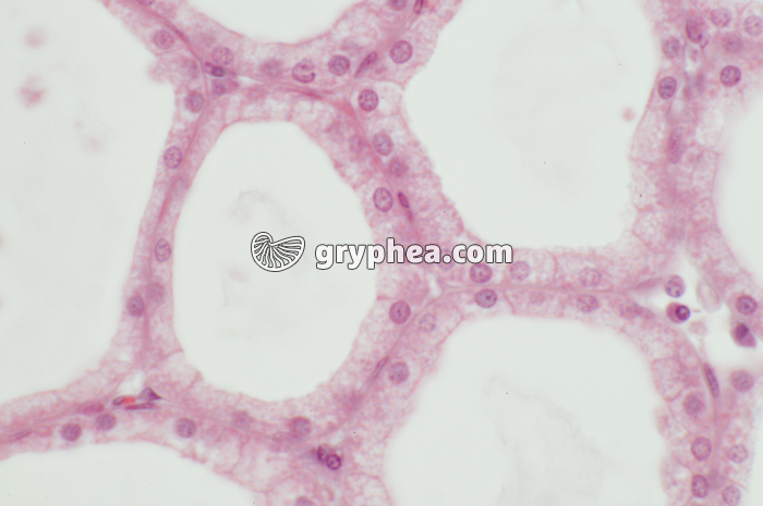 Glande lacrymale x200 - gryphea.com